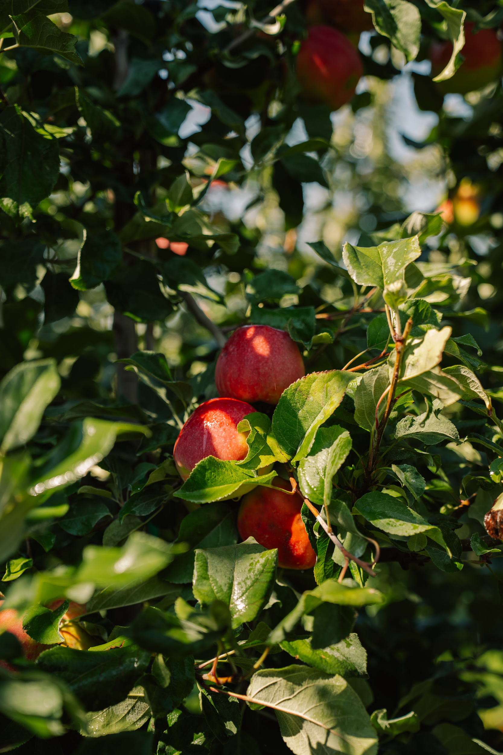 Sunlit apples deep in the leaves of a Linda Fruit orchard